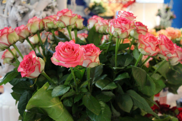 IMG_0459 - Keukenhof 2014