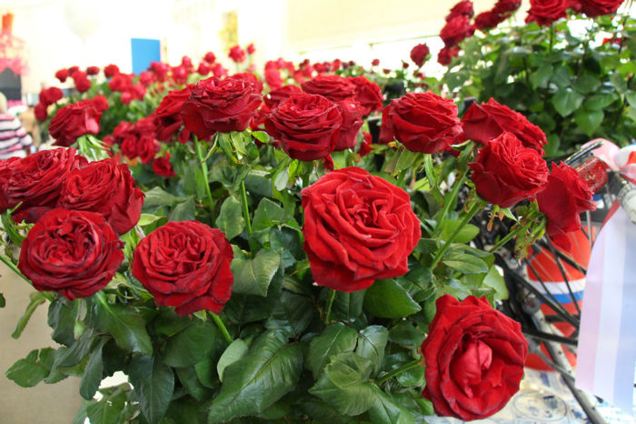IMG_0482 - Keukenhof 2014