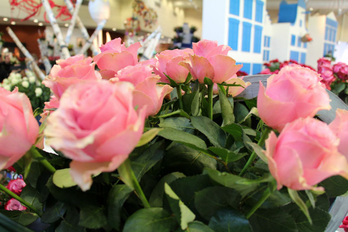 IMG_0494 - Keukenhof 2014