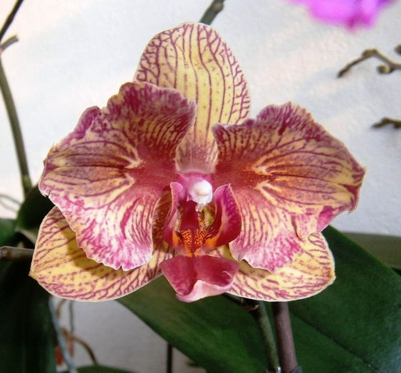 Phale Baldans Kaleidoscope peloric - Reinfloriri orhidee 2014