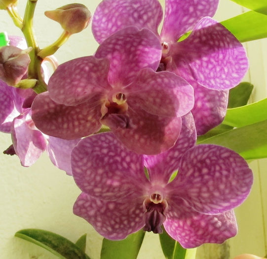 Vanda Blue Magic - Reinfloriri orhidee 2014