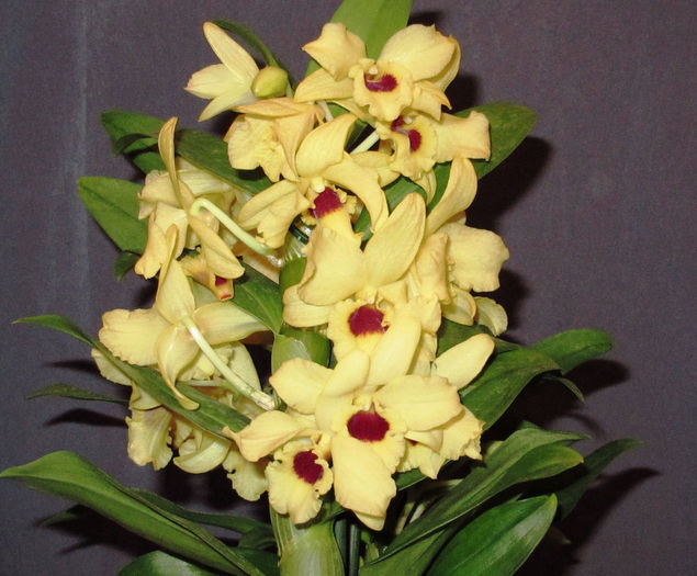 Dendrobium Yellow Magic Festival - Dendro nobile