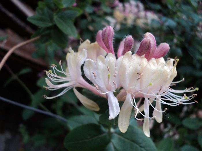 lonicera - primavara 2014