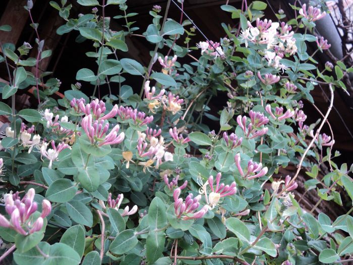 poze 2014 265 - primavara 2014