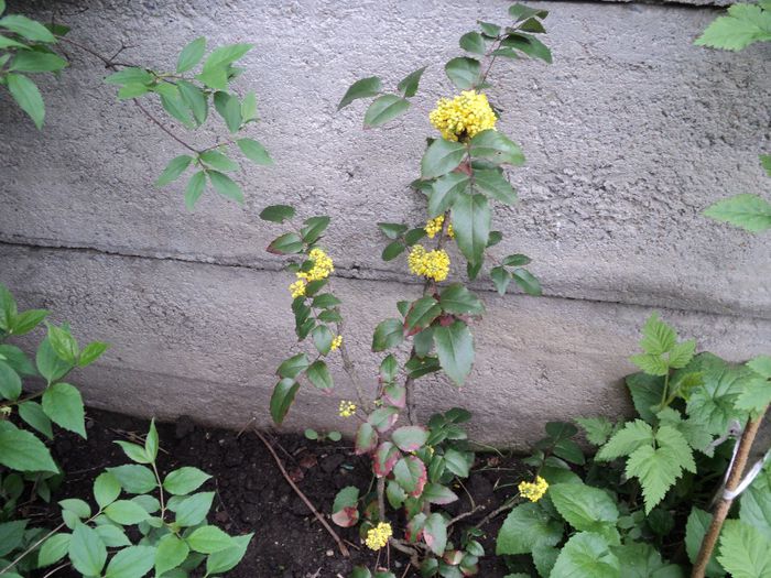 mahonia-18.04 - primavara 2014