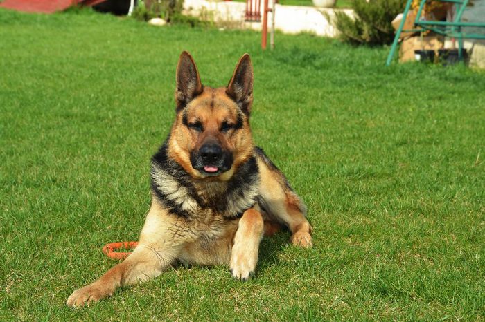 2014 Apr - Maxx 4 ani - DOGS in the Garden