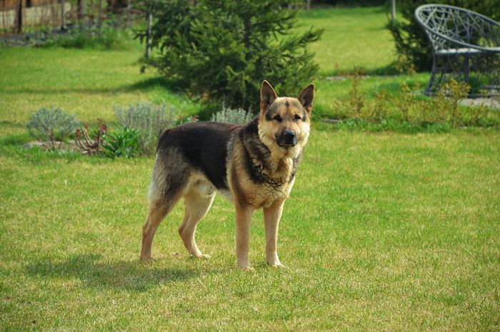 2014 Apr - Blitz 4 ani - DOGS in the Garden