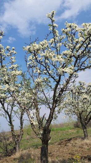 10245356_616529591770953_7536386869231933259_n