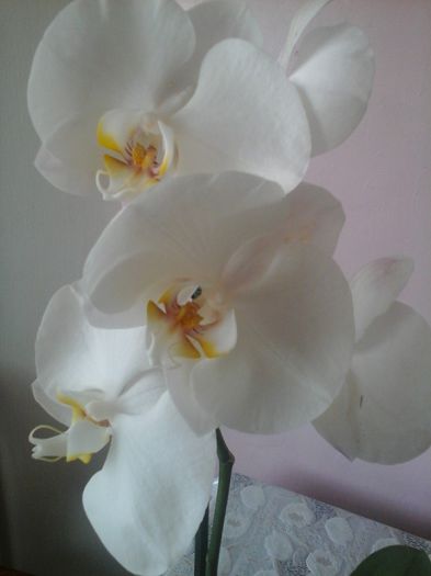 phale alba floare mare - orhideele mele