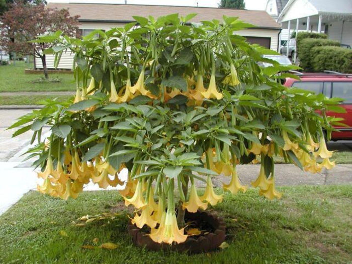 Brugmansia suaveolens Yellow. - De vanzare seminte -legume-mirodenii-flori-arbori