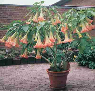 Brugmansia_Suaveolens_Pink - De vanzare seminte -legume-mirodenii-flori-arbori