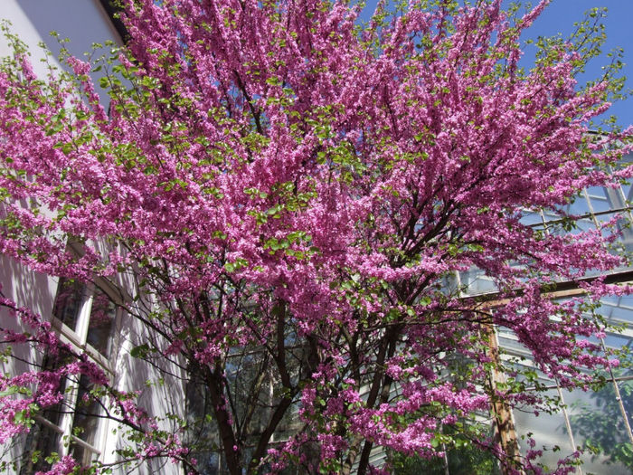 Cercis_siliquastrum_Arborele Iudei - De vanzare seminte -legume-mirodenii-flori-arbori