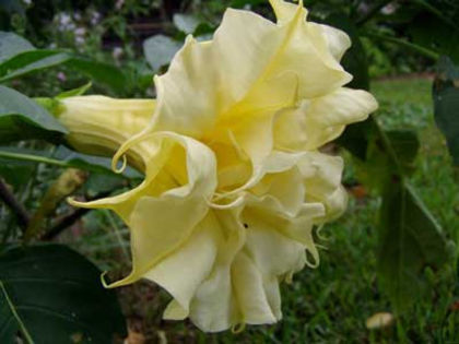 Datura metel Goldon Queen. - De vanzare seminte -legume-mirodenii-flori-arbori