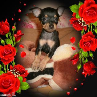 1B9Iz-12M-1 - 08 gesica pinscher pitic