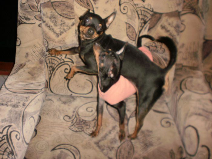 P2281067 - 14 tobi mascul pinscher pitic