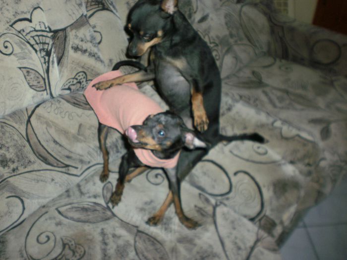 P2281068 - 14 tobi mascul pinscher pitic