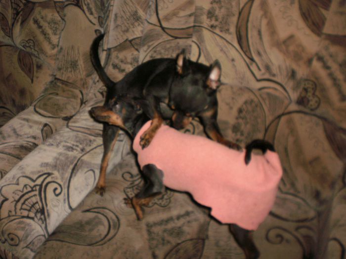 P2281071 - 14 tobi mascul pinscher pitic