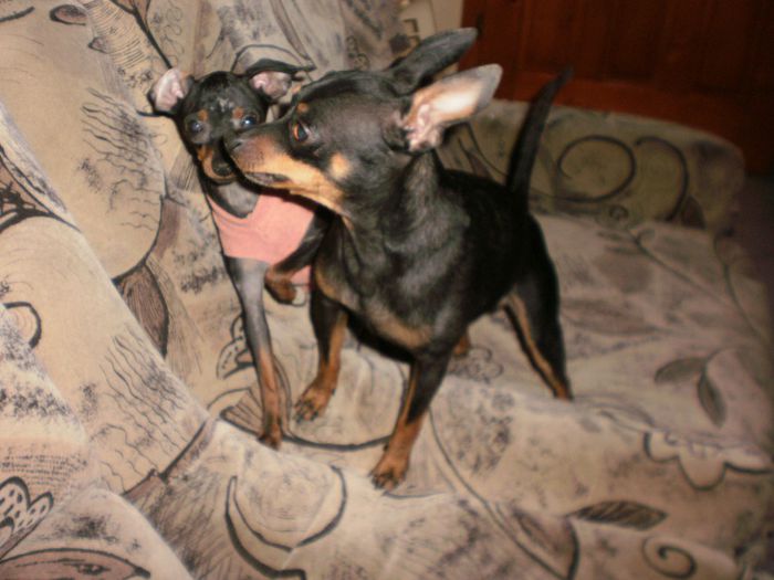 P2281074 - 14 tobi mascul pinscher pitic