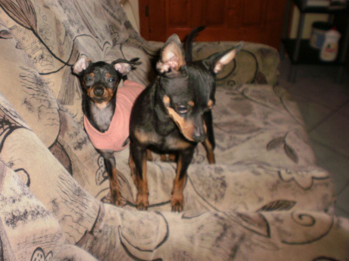 P2281075 - 14 tobi mascul pinscher pitic