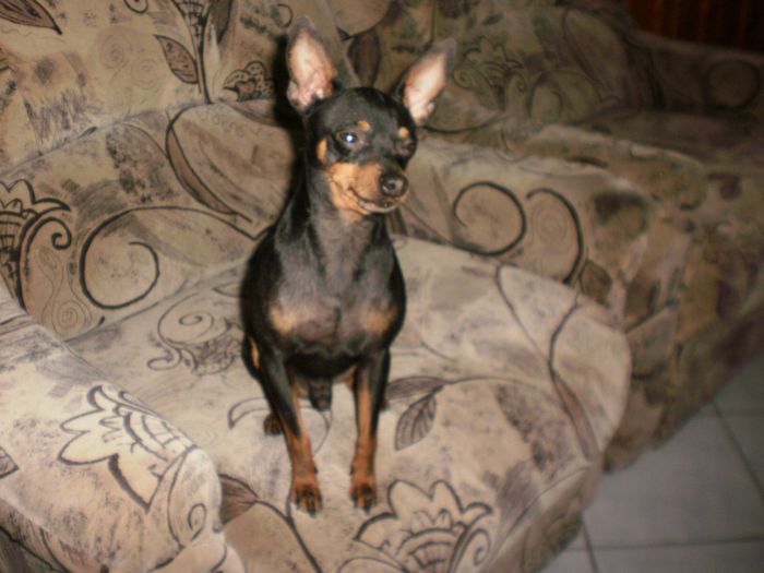 P4151100 - 14 tobi mascul pinscher pitic