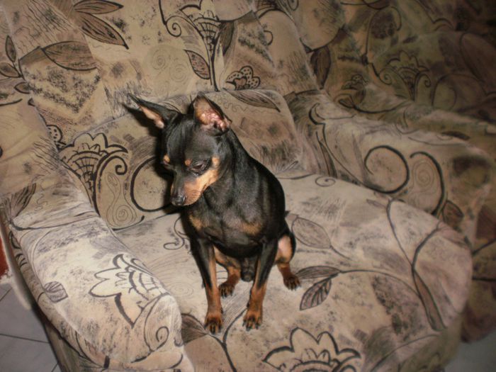 P4151097 - 14 tobi mascul pinscher pitic