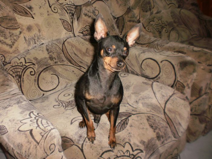 P4151099 - 14 tobi mascul pinscher pitic