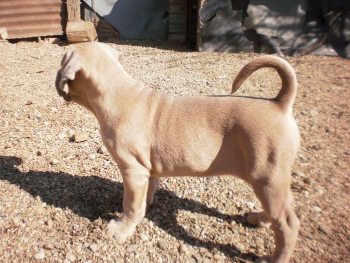 P3221082 - 54 cane corso puiuti nascuti la data de 15 01 2014