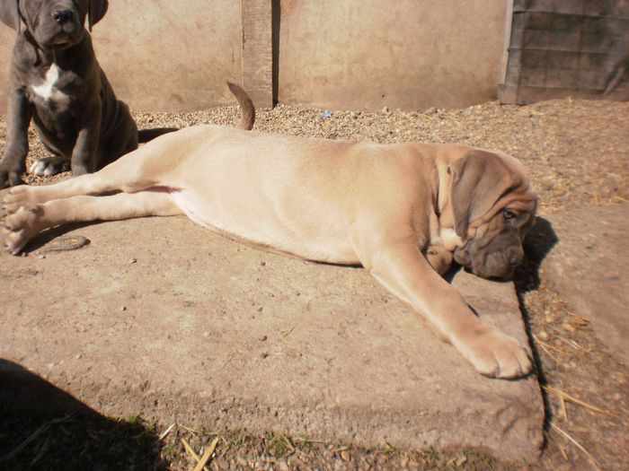 P3221101 - 54 cane corso puiuti nascuti la data de 15 01 2014