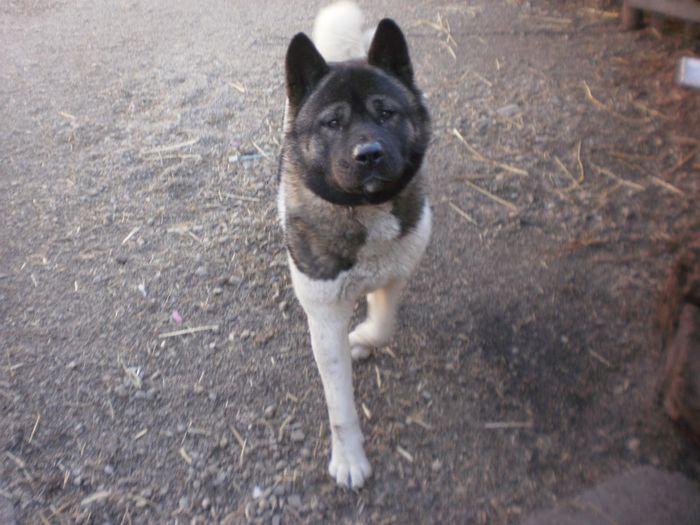 P2261098 - 52 akita inu  american