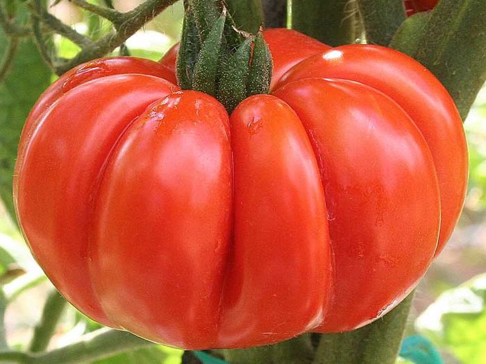 Costoluto Fiorentino - Tomate