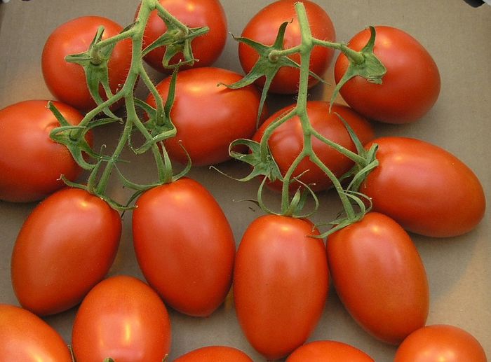 Tomate Super Roma - Tomate
