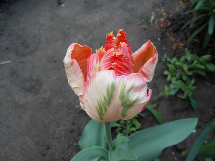 lalea apricot parrot - yyy 2014 gradina mea