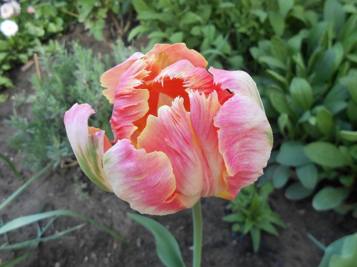 lalea apricot parrot - yyy 2014 gradina mea