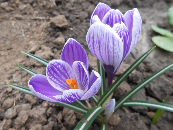 crocus king of the striped( martie); branduse
