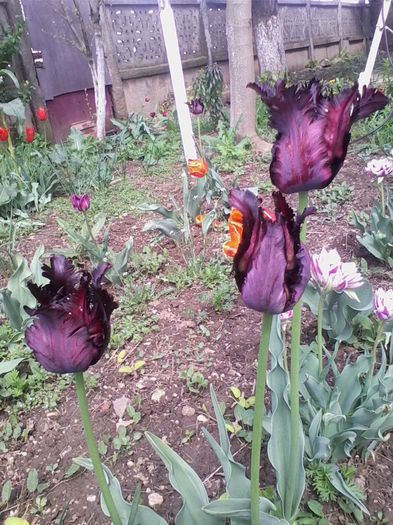 Picture 286 - flori de gradina 2014