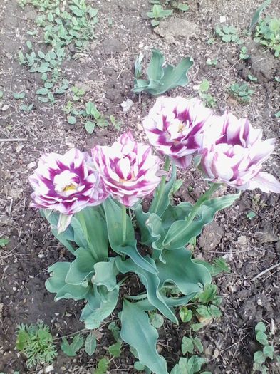 Picture 289 - flori de gradina 2014