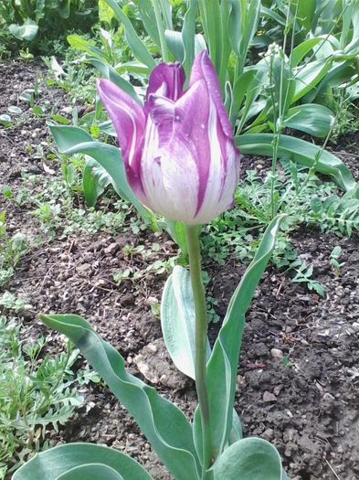 Picture 290 - flori de gradina 2014