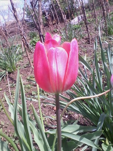 Picture 296 - flori de gradina 2014