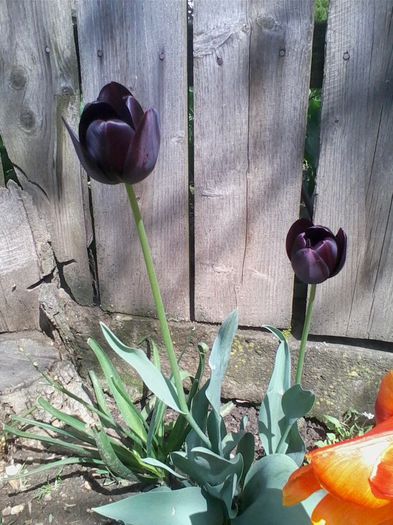 Picture 297 - flori de gradina 2014