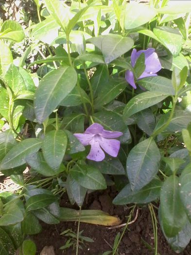 Picture 298 - flori de gradina 2014