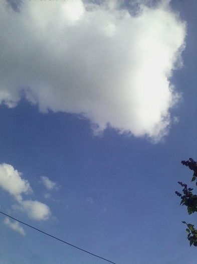 Picture 300 - flori de gradina 2014