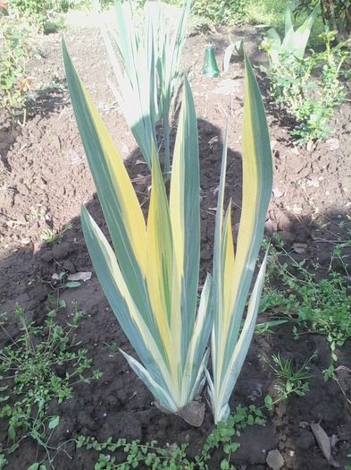 Picture 314 - flori de gradina 2014