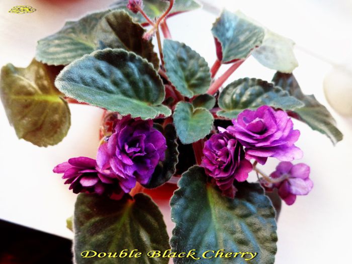 Double Black Cherry (22-03-2014) - Violete 2014