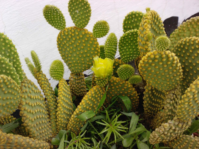 18 - Cactusi - 2014