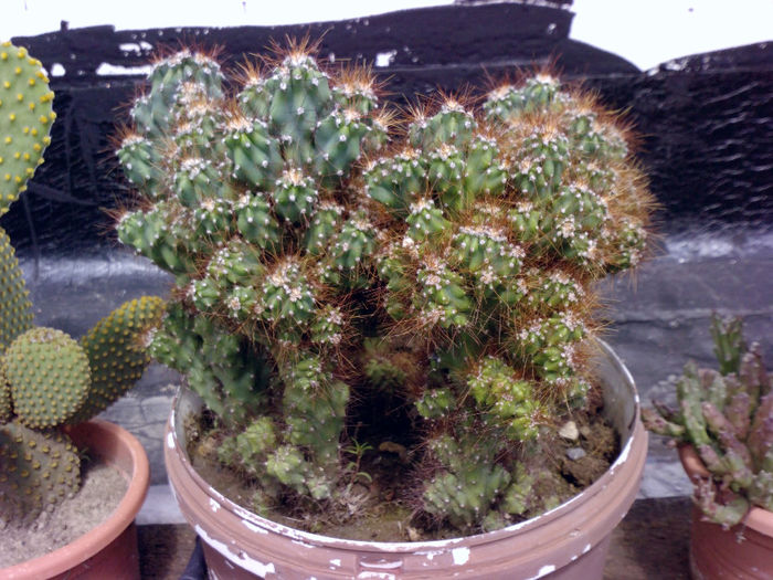 19 Cereus monstrosus - Cactusi - 2014