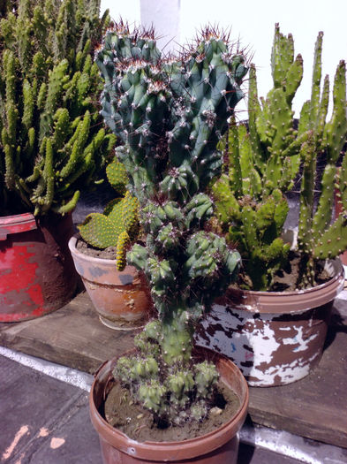 20 - Cactusi - 2014
