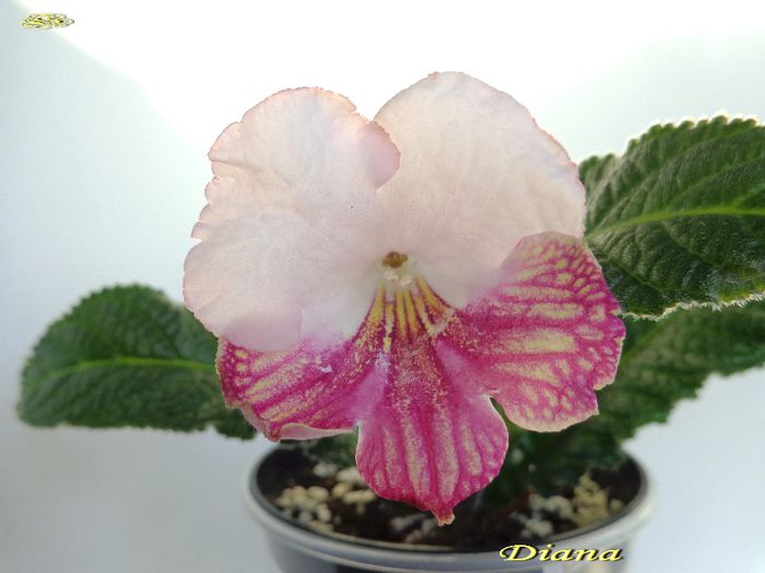 Diana (14-03-2014) - Streptocarpusi 2014