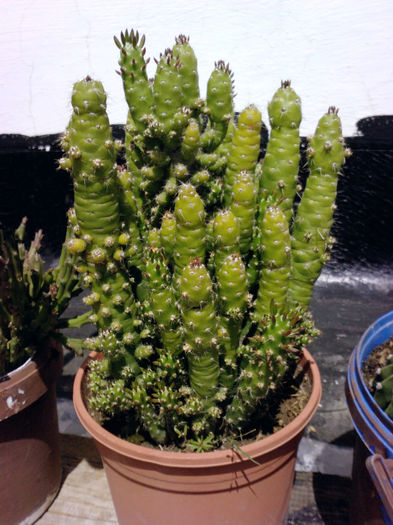22 - Cactusi - 2014