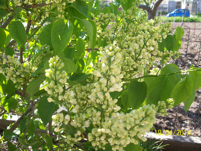 liliac crem