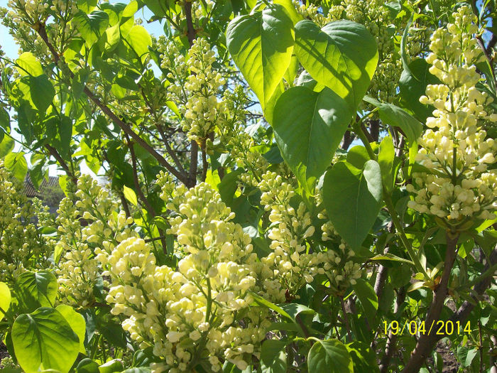 liliac